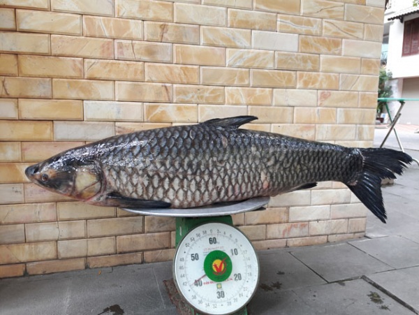 Cần thủ câu được cá trắm đen “khủng” 41kg ở lòng hồ sông Đà