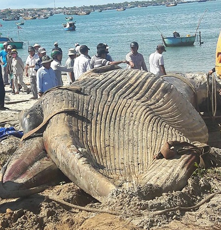 Cá voi 15 tấn chết dạt vào biển Bình Thuận