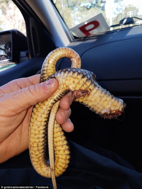 Úc: Dùng xẻng chặt đầu rắn độc vì cả gan giết chó nhà