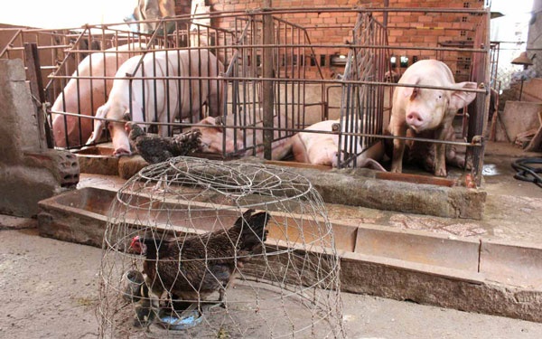 Hậu giải cứu lợn: Không phải cứ chăn nuôi lợn giỏi là thắng