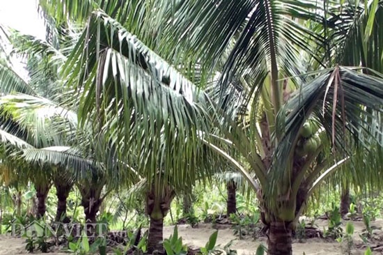 "Đút túi" trăm triệu đồng/năm từ 70 cây dừa xiêm