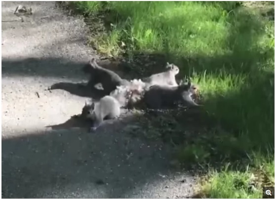 Video: Kỳ lạ 4 con sóc tự "buộc" đuôi vào nhau không rời