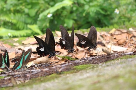 "Thiên đường bướm" đẹp mê hồn ở Đắk Lắk