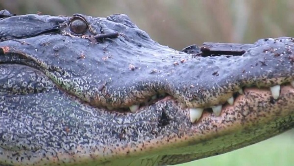 Video: Cá sấu khổng lồ huyền thoại nghênh ngang quanh sân golf