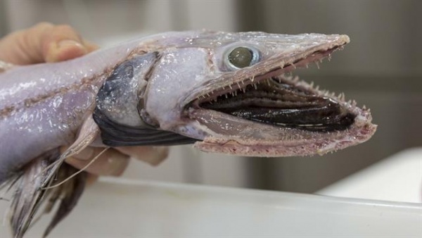 Úc: Bắt được “quái ngư” có hàm răng kì dị ở vực sâu 4.000m