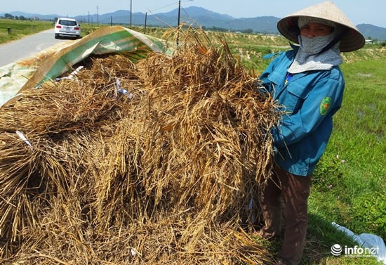 Hà Tĩnh: Mất mùa nặng nề, 40 vạn dân có nguy cơ "treo niêu"