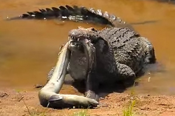 Video: Cá sấu tung đòn sát thủ, nuốt cá chình như người ăn bún