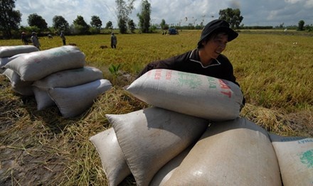 Xuất khẩu gạo khởi sắc, lợi hay hại?