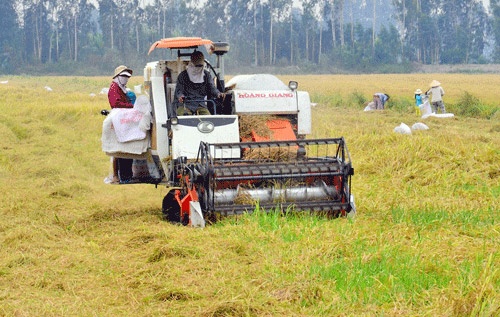Chỉ có Trung Quốc thu mua, trồng nhiều lúa nếp dễ “chết”