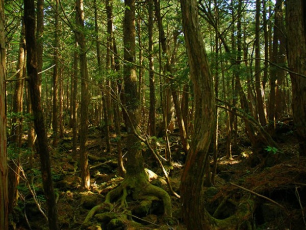 Khu rừng ám ảnh với những vụ tự sát ở Nhật Bản