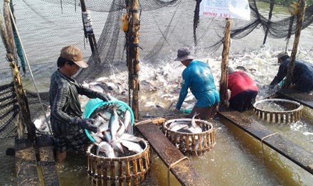 Xuất khẩu cá tra: Việt Nam có thể kiện Mỹ