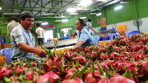 Chi 8.500 tỷ nhập trái cây: Mua về không ăn, tái xuất đi Trung Quốc