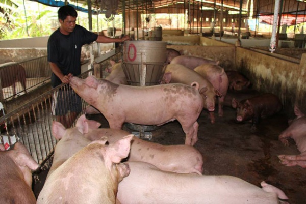 Lợn hơi bất ngờ tăng giá mạnh, Cục Chăn nuôi nói gì?