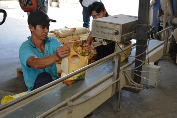 Cơ hội trúng thầu bán 250.000 tấn gạo sang Philippines