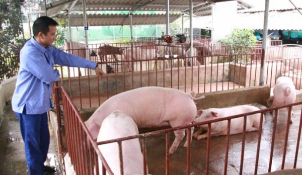 Giá lợn tăng vọt khi Trung Quốc mở cửa