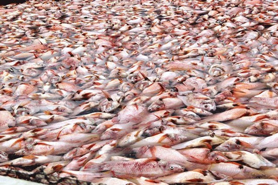 Đà Nẵng: Dân ngã ngửa vì hơn 70 tấn cá chết bất ngờ sau 1 đêm