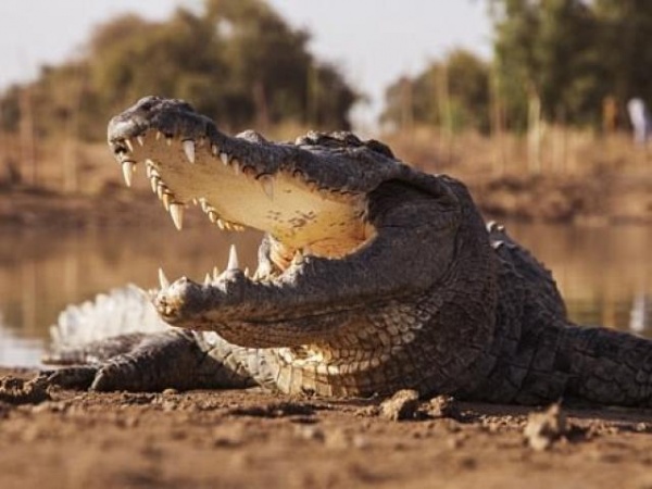 Indonesia: Cá sấu kéo người xuống sông, 1 ngày sau đem trả xác?
