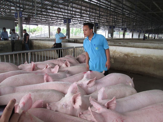 Bộ NNPTNT: Giá lợn tăng do Trung Quốc nhập hàng trở lại