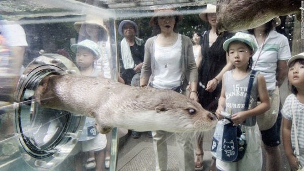 Đến Tokyo, người yêu động vật không thể bỏ qua những địa điểm này