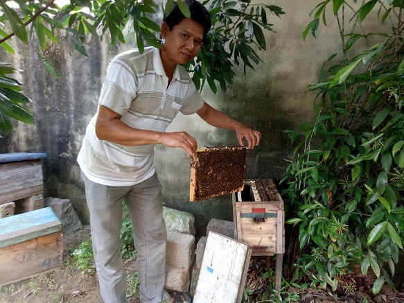 Mới, lạ: Thong thả nuôi ong ven biển, mật đắt hàng, “bỏ ống” 200 triệu/năm