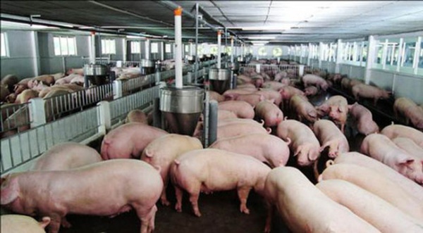 Giá thịt lợn tại Trung Quốc tiếp tục giảm, Bộ NN cảnh báo người chăn nuôi