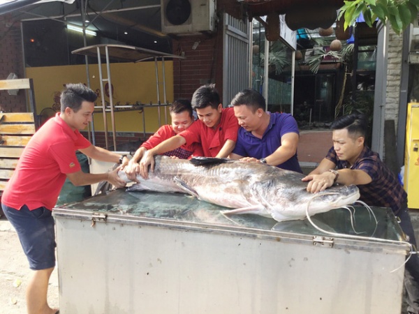 Cận cảnh cá lăng nặng hơn 100kg, dài hơn 2m tại Hà Nội