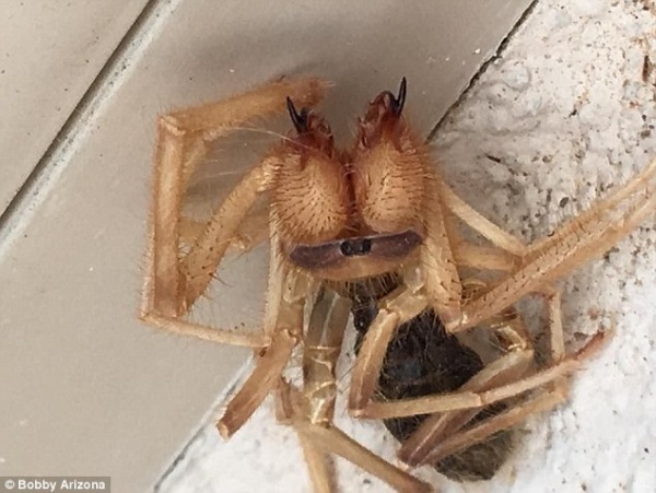 Tá hỏa phát hiện nhện khổng lồ lai bọ cạp