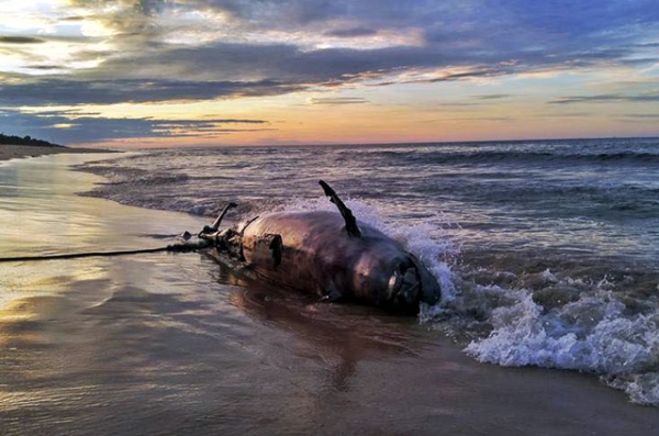 Cá heo 350kg chết dạt vào bờ biển Thừa Thiên Huế