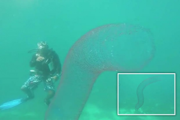 Video: Cận cảnh “quái vật ngoài hành tinh” dài 20m dưới biển sâu