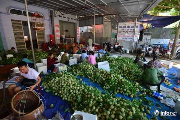 Chi Lăng vào mùa na, thương lái Việt Nam -Trung Quốc cạnh tranh tìm hàng "đẹp"