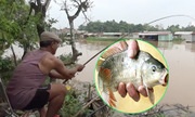 Cao thủ câu hàng chục con lươn ở Sài Gòn