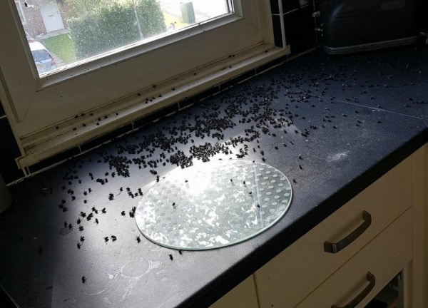 Hàng ngàn ruồi và dòi kéo đến đầy nhà vì lý do rùng rợn