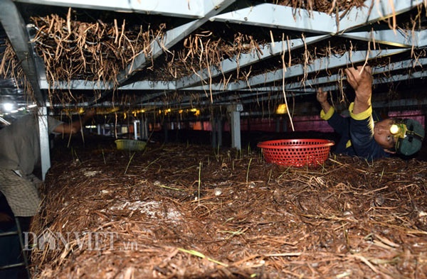 Đi mượn 260m2 trồng nấm rơm kiểu mới, mỗi tháng lãi 15 triệu đồng