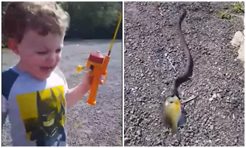 Bé trai khóc thét vì rắn cướp mất con cá vừa câu được