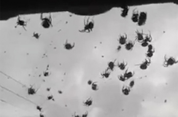 Mở cửa nhà, choáng váng thấy hàng triệu con nhện "bay" trước mặt
