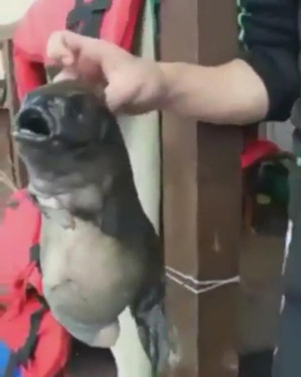 Video: Cá “quái vật” 2 mồm kỳ dị cắn câu ngư dân Nga