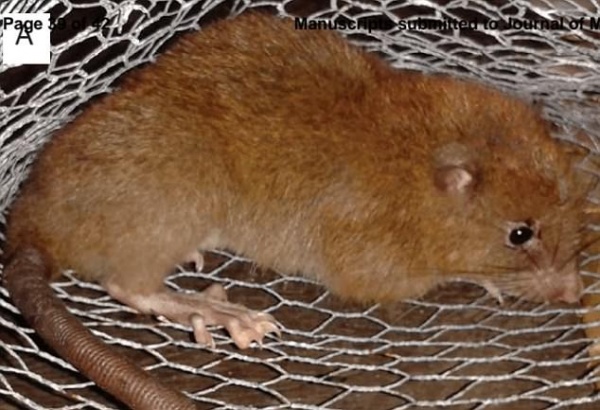 Tìm ra loài chuột khổng lồ nặng 1 cân có thể đục thủng dừa