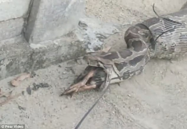Video: Bị người phát hiện, trăn “khủng” vội nôn vật nuôi trả