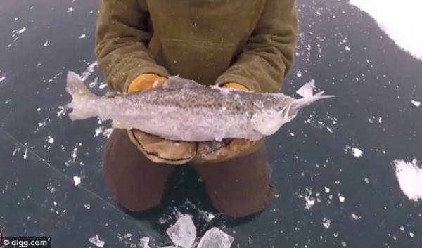 Cá lớn vừa đớp được cá bé thì nước đóng băng