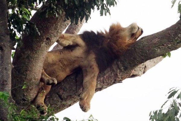 Sư tử trèo cây tài tình, nằm phè phỡn trên cao vì… sợ côn trùng