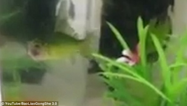 Video: Cá vàng không đầu vẫn bơi lội tung tăng suốt 3 ngày