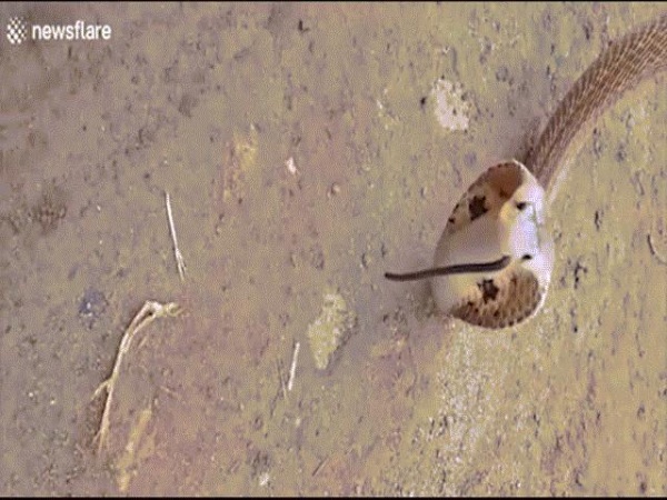 Video cực lạ: Rắn độc đè đầu cưỡi cổ rùa