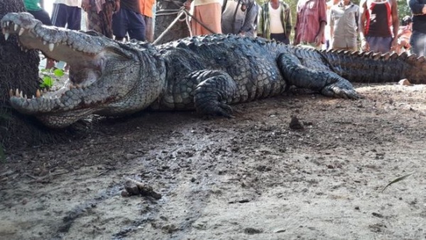 Cá sấu khổng lồ lẻn vào nhà, cả làng Ấn Độ cãi nhau tìm cách xử