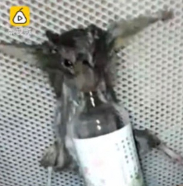 Video: Chuột bị bắt uống rượu, thiêu sống vì ăn trộm bánh mì
