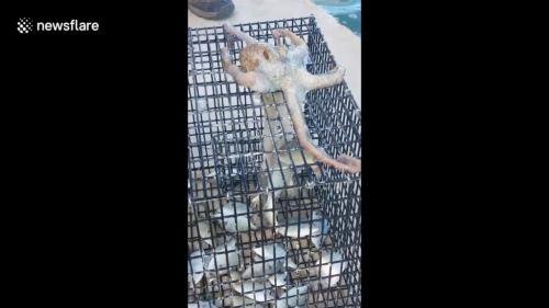Video: Bạch tuộc thông minh thò vòi vào bẫy trộm cá của ngư dân