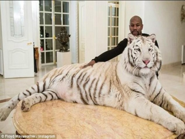 Liều mạng như Mayweather: Đùa giỡn với hổ trắng khổng lồ