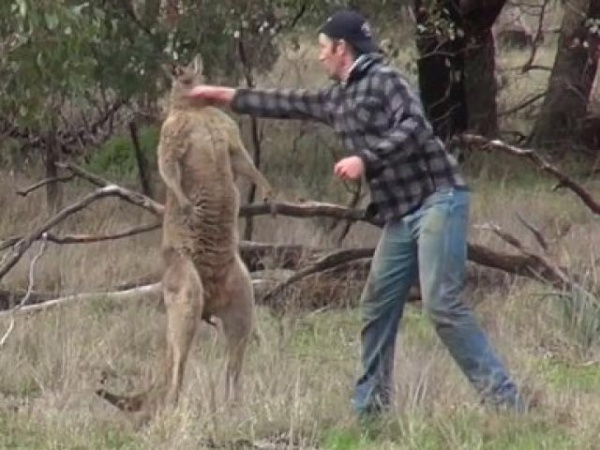 "Ngứa mắt" với người, Kangaroo tung đòn liên tục