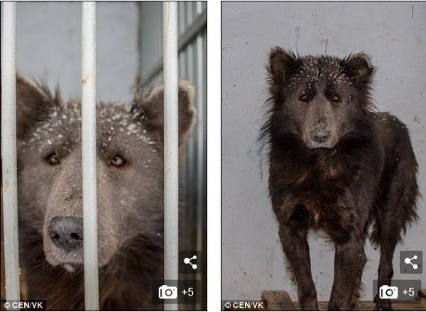 Sinh vật bí ẩn thân chó, mặt gấu lang thang trên phố ở Nga