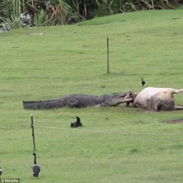 Úc: Cá sấu khổng lồ "hồn nhiên" ăn một con bò trong vườn