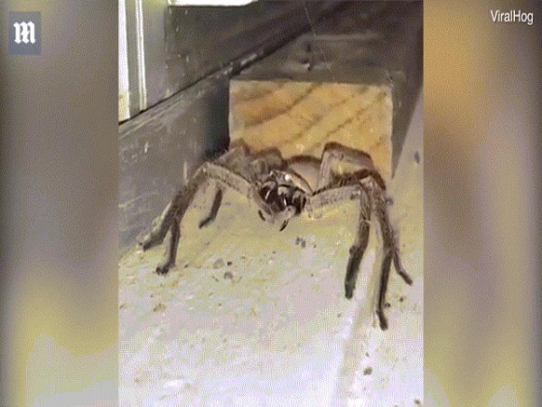 Sốc khi thấy nhện kịch độc khổng lồ bò vào nhà